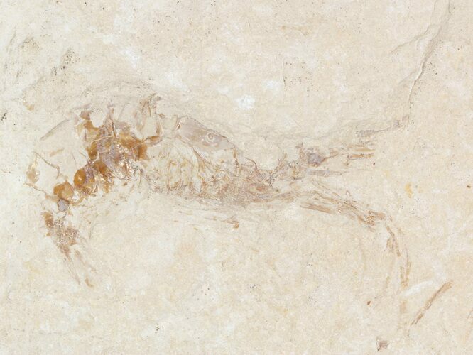 Cretaceous Fossil Shrimp - Lebanon #48576